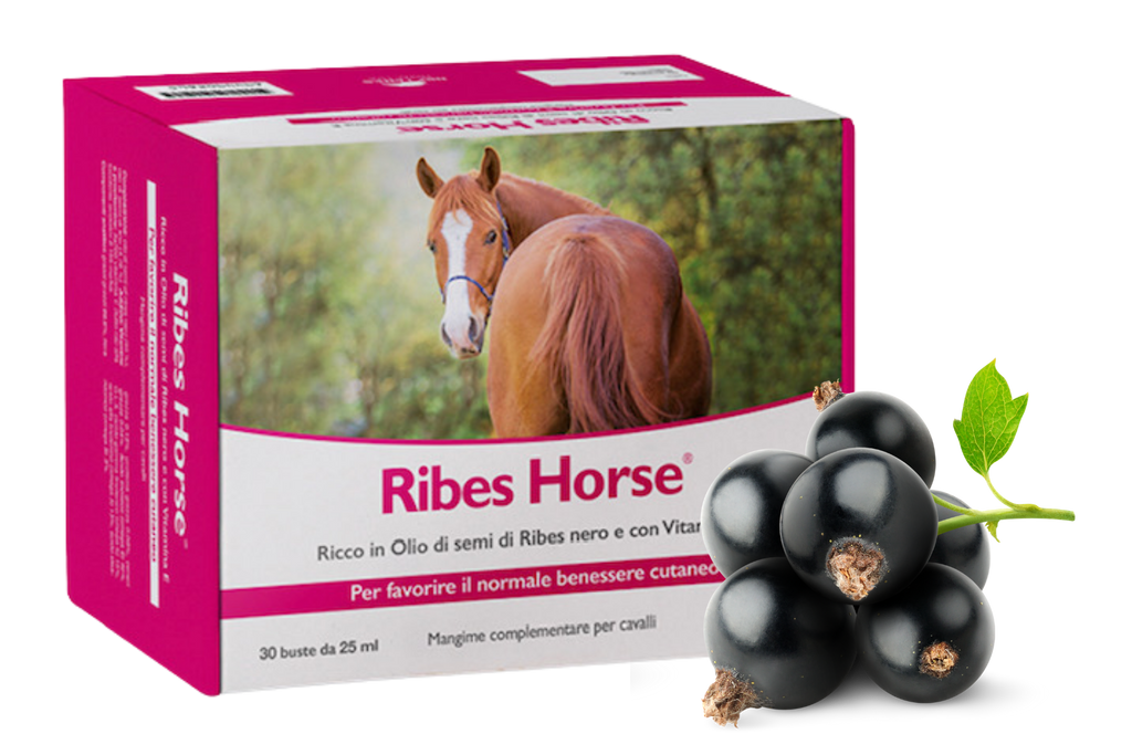 Ribes Horse