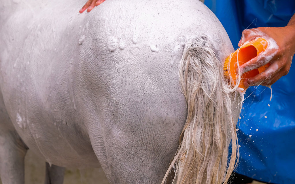 Dermatite estiva: per molti cavalli l’estate diventa un incubo
