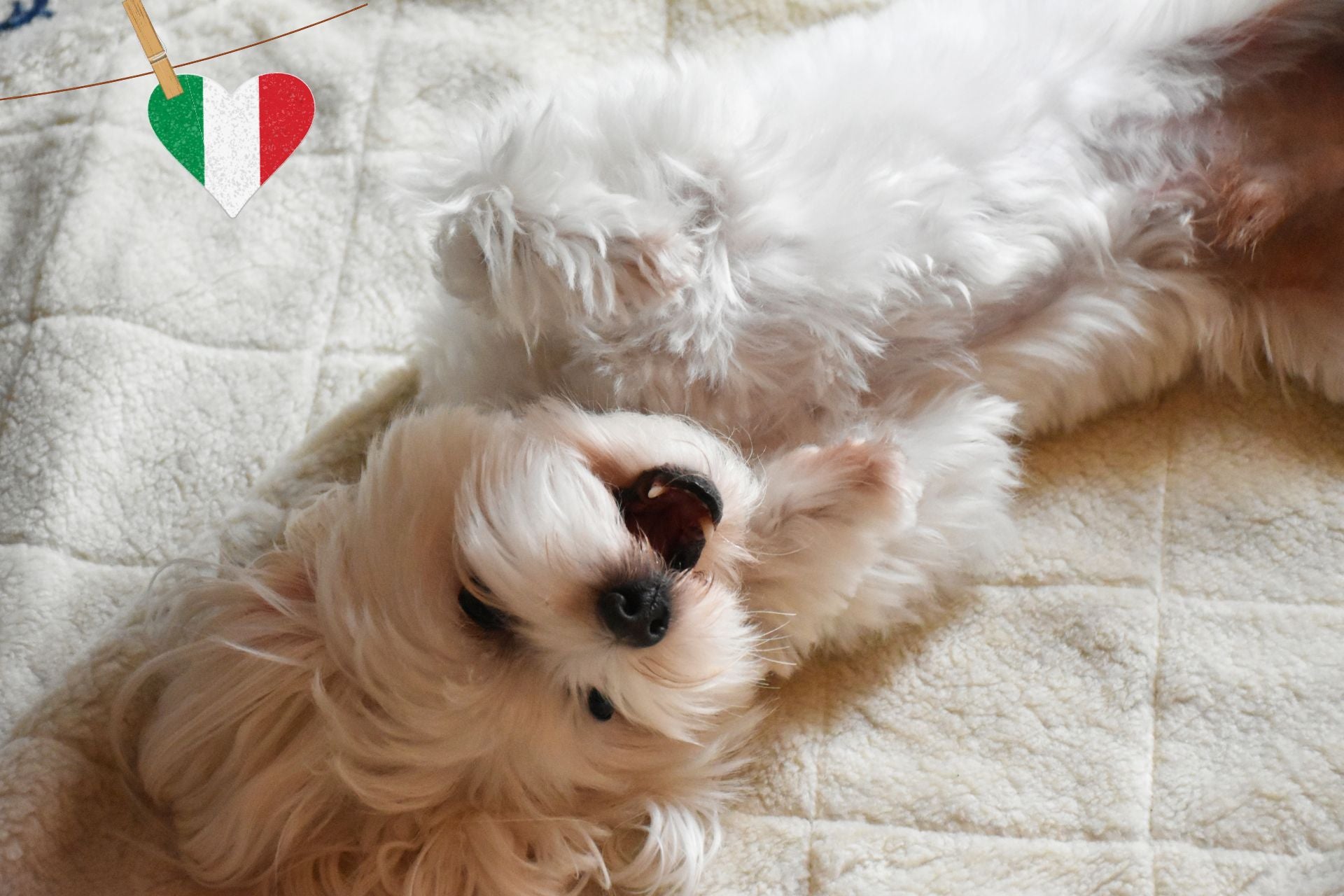 Tappeto Per Cani Horseware Deluxe CHIUDIBILE – Comodo E Lavabile Per Cuccia O Viaggio